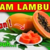 Manfaat Pepaya untuk Asam Lambung