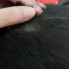 menghitamkan rambut yang halal