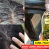 minyak zaitun untuk rambut uban