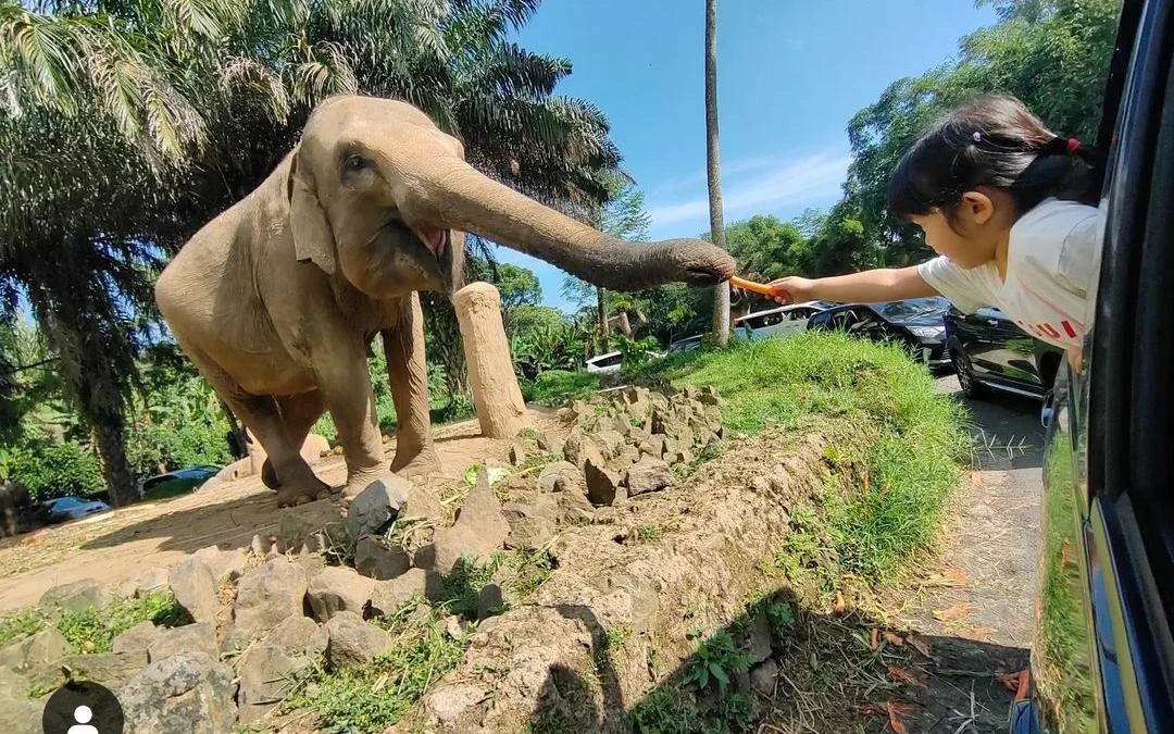 tips jalan-jalan ke taman safari