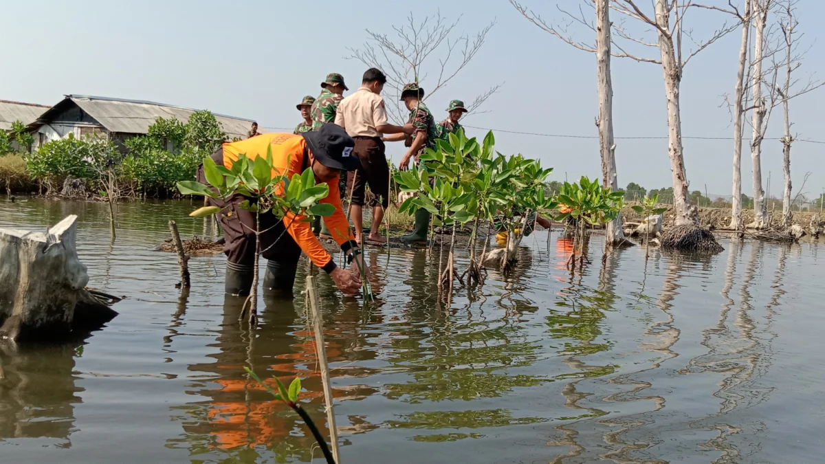 Kwarcab Pekalongan