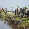 Karya bakti penghijauan tanam mangrove