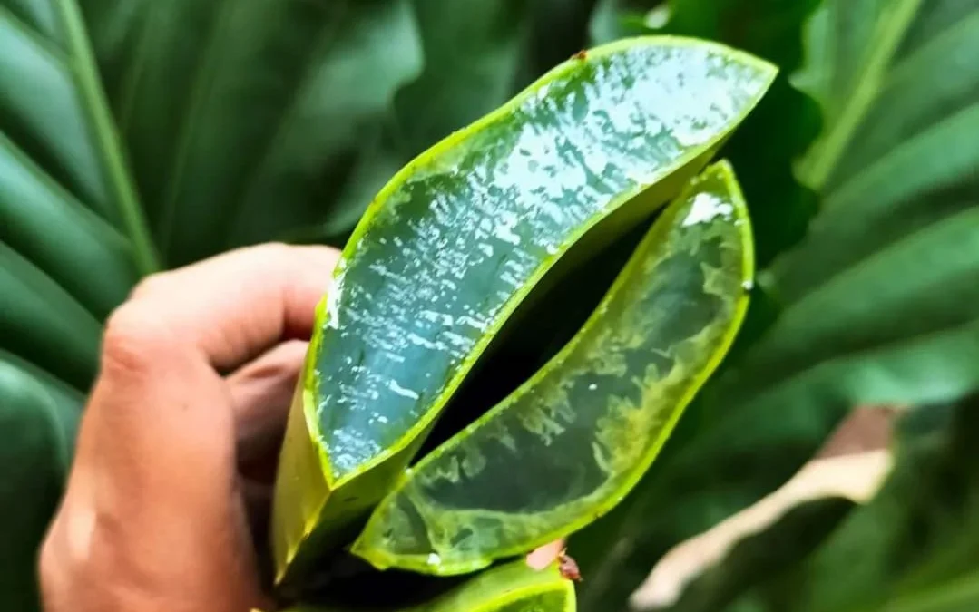 cara pakai lidah buaya untuk wajah flek hitam