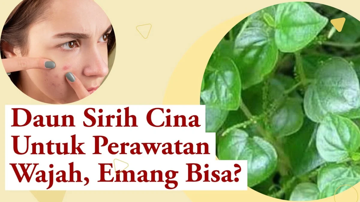 daun sirih cina untuk wajah