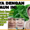 daun sirih untuk wajah berjerawat