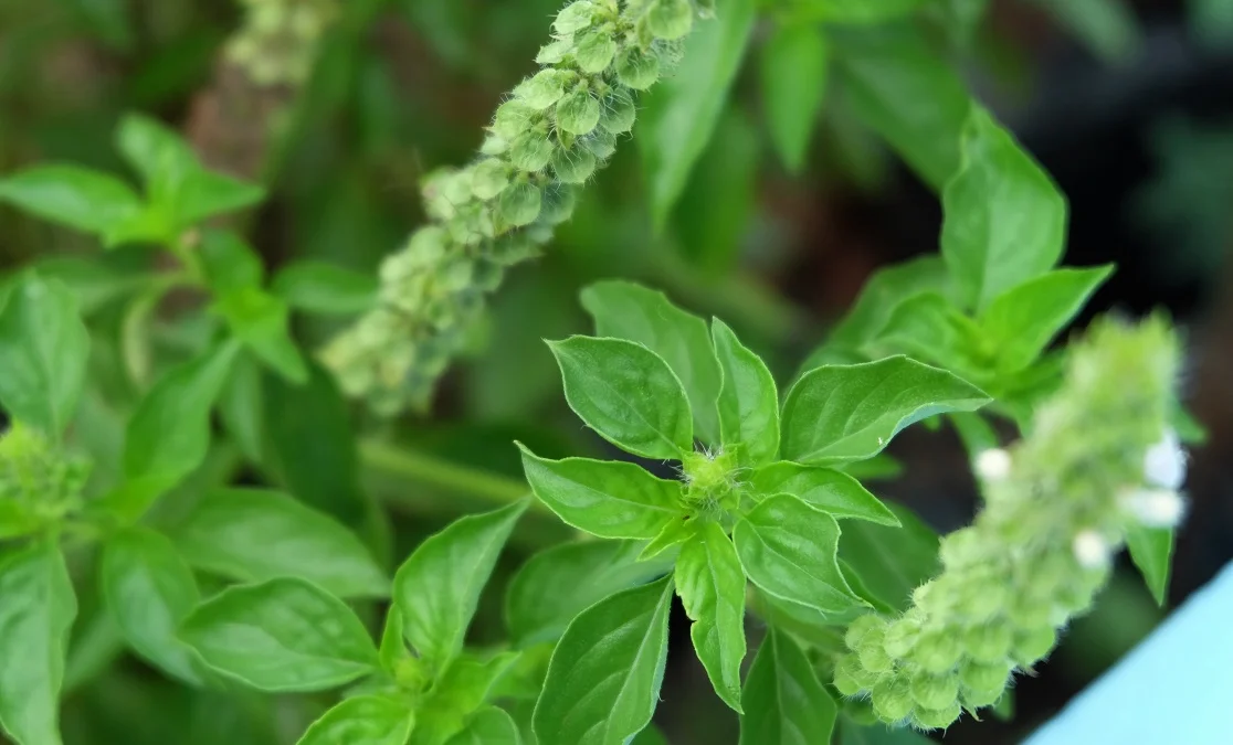 Manfaat Daun Kemangi untuk Kecantikan