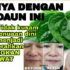 manfaat daun sirih dan cara menggunakannya