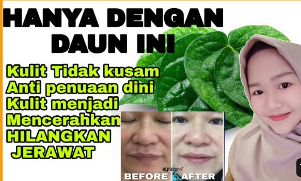 manfaat daun sirih dan cara menggunakannya