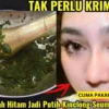 manfaat daun sirih untuk wajah glowing