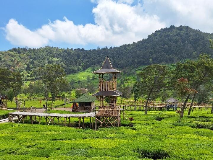 Kesejukan Kebun Teh Sikatok