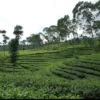 Keseruan Liburan di Kebun Teh Pagilaran