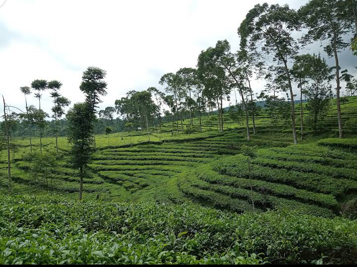 Keseruan Liburan di Kebun Teh Pagilaran