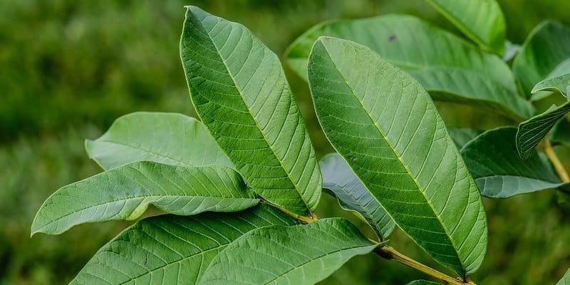 manfaat daun jambu biji