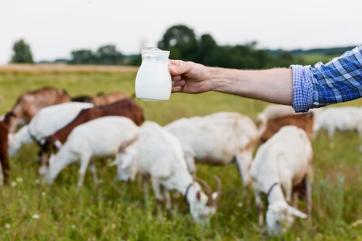 Manfaat Susu Kambing Etawa