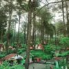 pesona hutan pinus limpakuwus