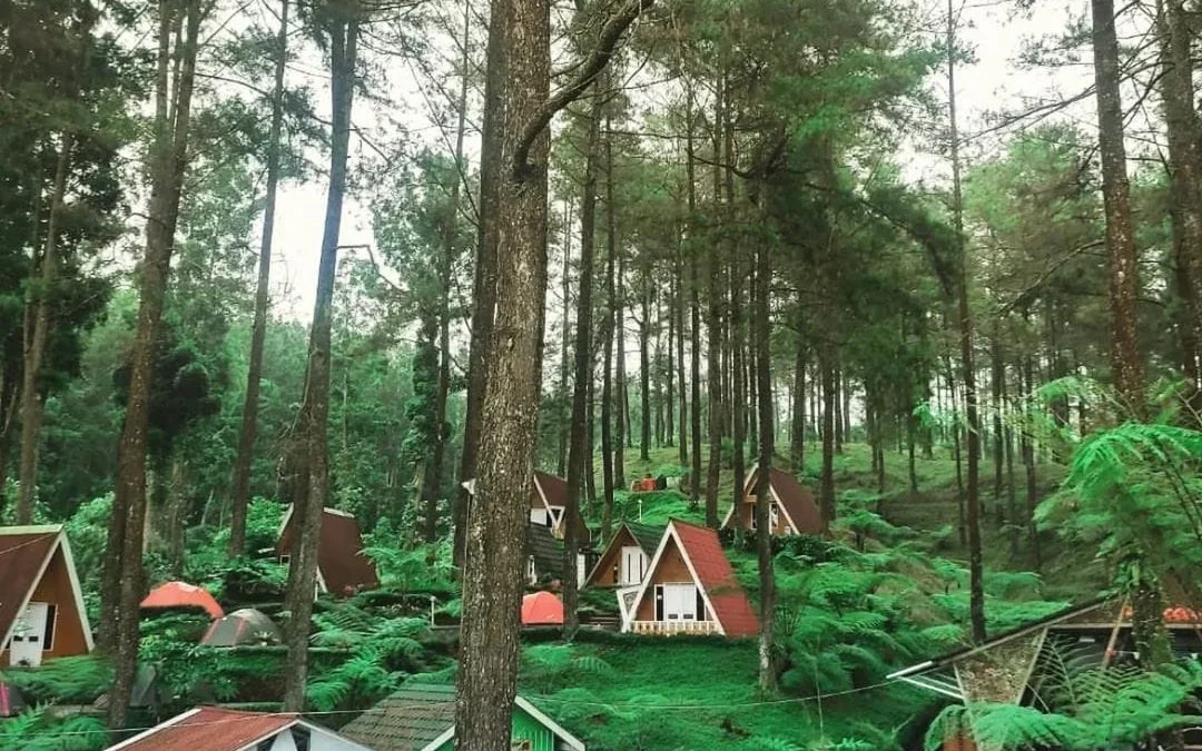 pesona hutan pinus limpakuwus