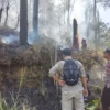 Hutan Pinus Terbakar Gara-gara Bakar Sampah