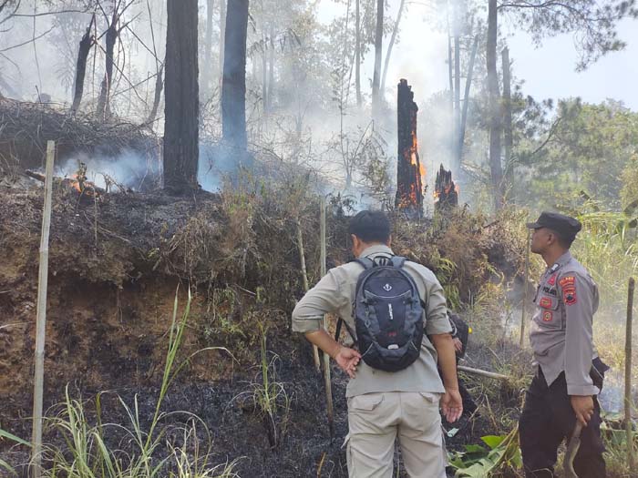 Hutan Pinus Terbakar Gara-gara Bakar Sampah