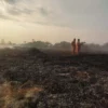 Hutan Pinus di Kandangserang Terbakar