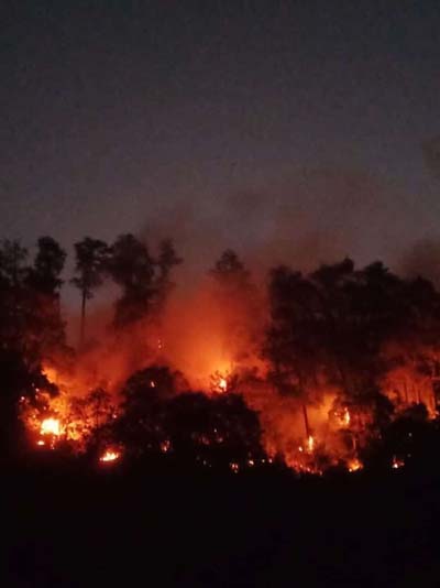 Kebakaran Hutan Pinus di Dukuh Sijaha