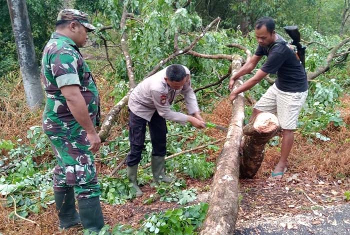 Pohon Tumbang