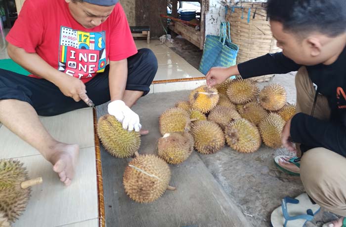 durian lokal