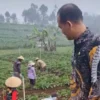 Harga Sayuran Anjlok Drastis di Pekalongan, Petani Merugi dan Enggan Panen