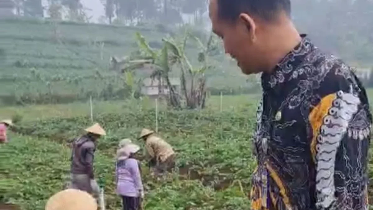 Harga Sayuran Anjlok Drastis di Pekalongan, Petani Merugi dan Enggan Panen