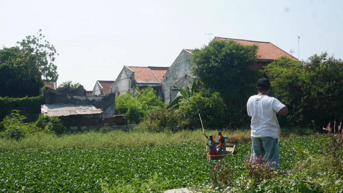 Pembersihan Eceng Gondok di Sungai Kota Pekalongan Berlanjut hingga Akhir November