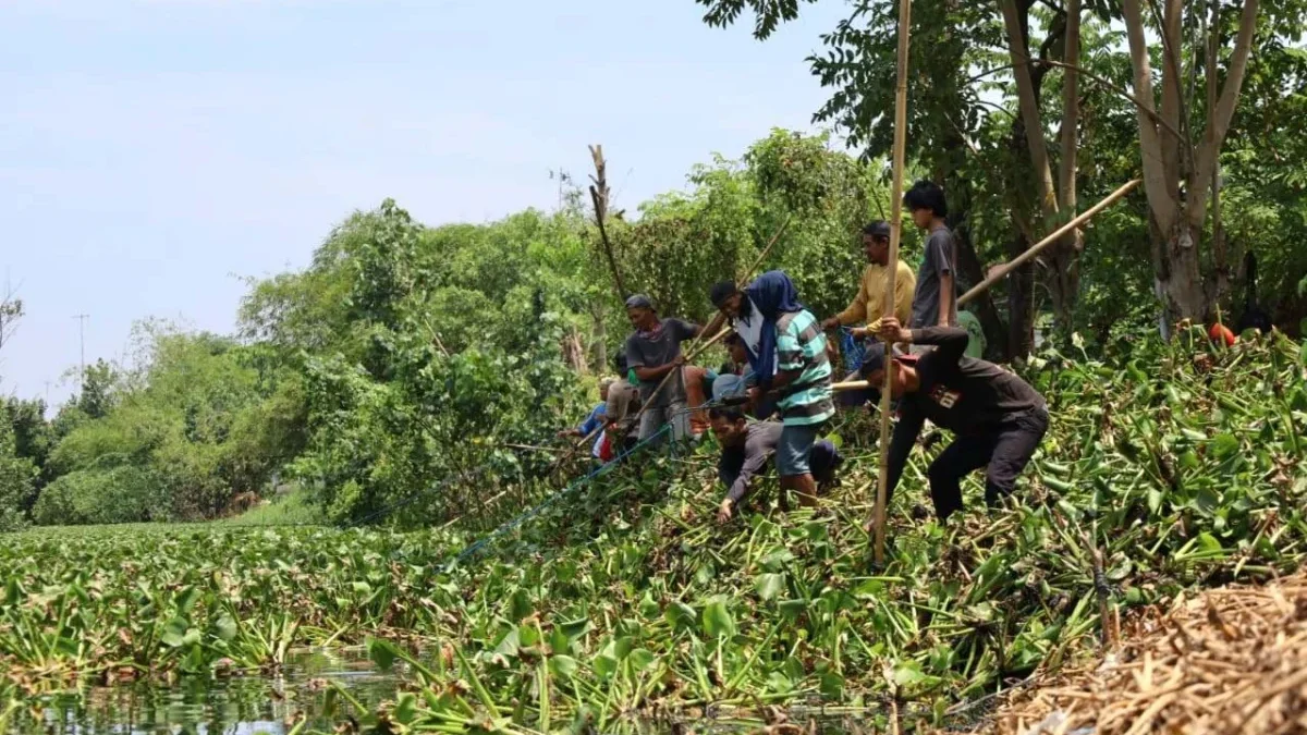 Pemkot Pekalongan Ajak Warga Bersihkan Eceng Gondok di Sungai Loji Lewat Program Padat Karya