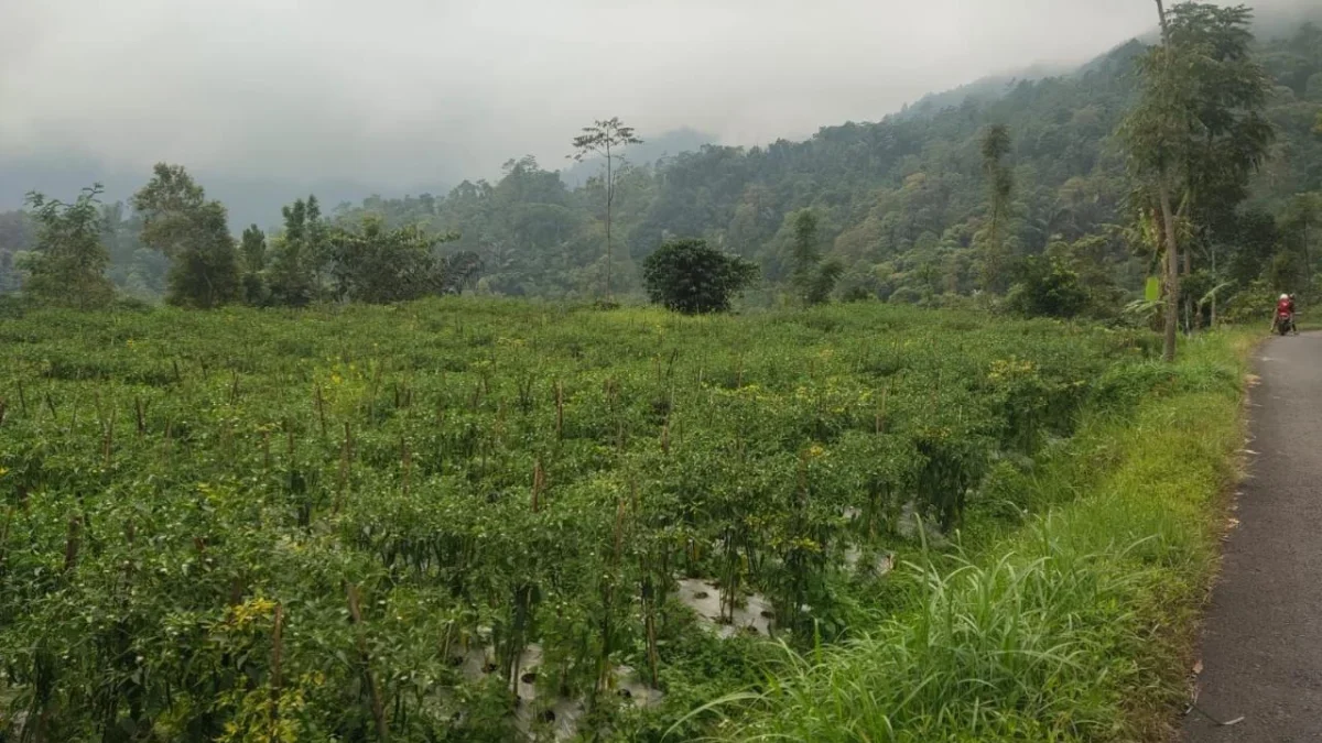 Harga Cabai Anjlok hingga Rp 4.500 per Kilo, Petani di Petungkriyono Kian Terpuruk