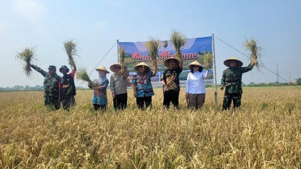 Panen Perdana Padi Biosalin di Lahan Eks Rob Pekalongan, Bukti Inovasi Pertanian Hadapi Salinitas Tinggi