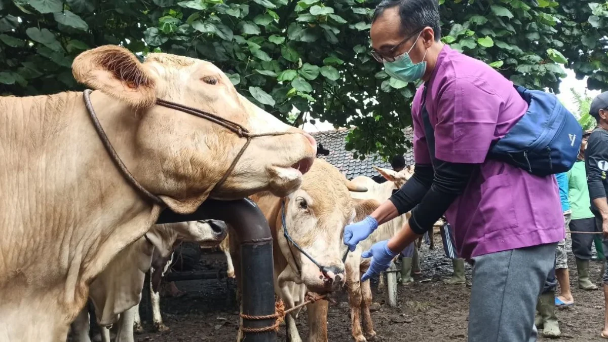   DKPP Perketat Pengawasan Hewan untuk Cegah Penyebaran PMK di Pasar Kajen