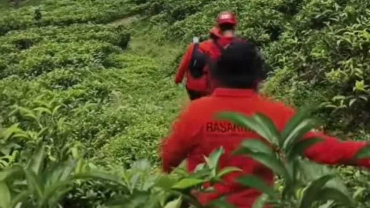 Nenek 79 Tahun Hilang di Kebun Teh Jolotigo, Pencarian Meluas Hingga Radius 3 Kilometer