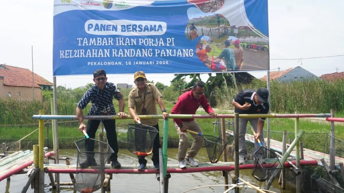 Sukses Kelola Lahan Eks Rob, Warga Pekalongan Panen Ikan Nila Hingga Tiga Kali