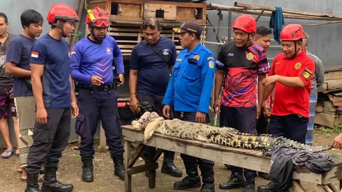 Warga Kuripan Lor Tangkap Buaya Muara, Sempat Lukai Seorang Warga