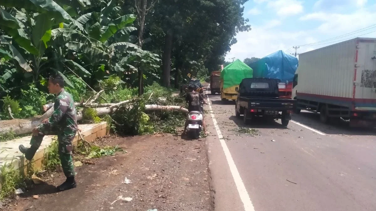 Dua Pengendara Motor di Batang Tertimpa Pohon Tumbang, Alami Patah Tulang