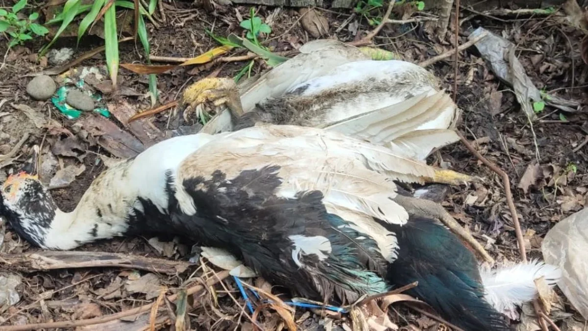 Flu Burung Merebak di Pekalongan, Unggas Mati Mendadak di Sejumlah Desa