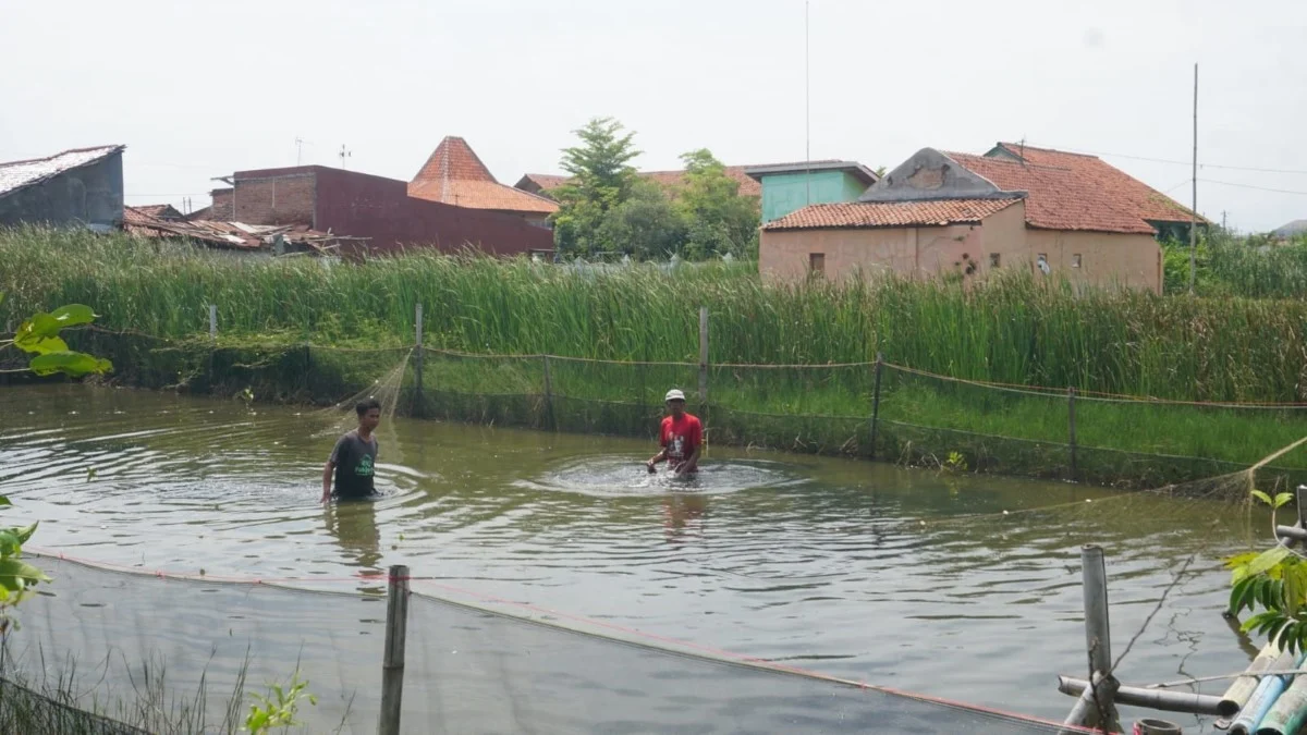 Pemkot Pekalongan Revitalisasi Tambak, Produksi Ikan Nila Siap Melonjak