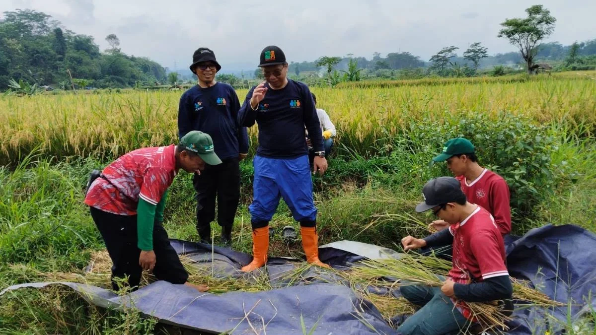 Produksi Padi di Batang Turun 4,39 Persen akibat El Niño, BPS: Musim Tanam Mundur