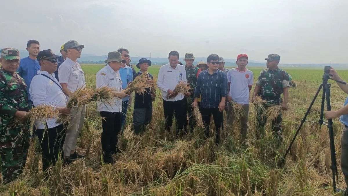 Serapan Gabah di Batang Capai 243 Ton, Lampaui Target hingga 182 Persen