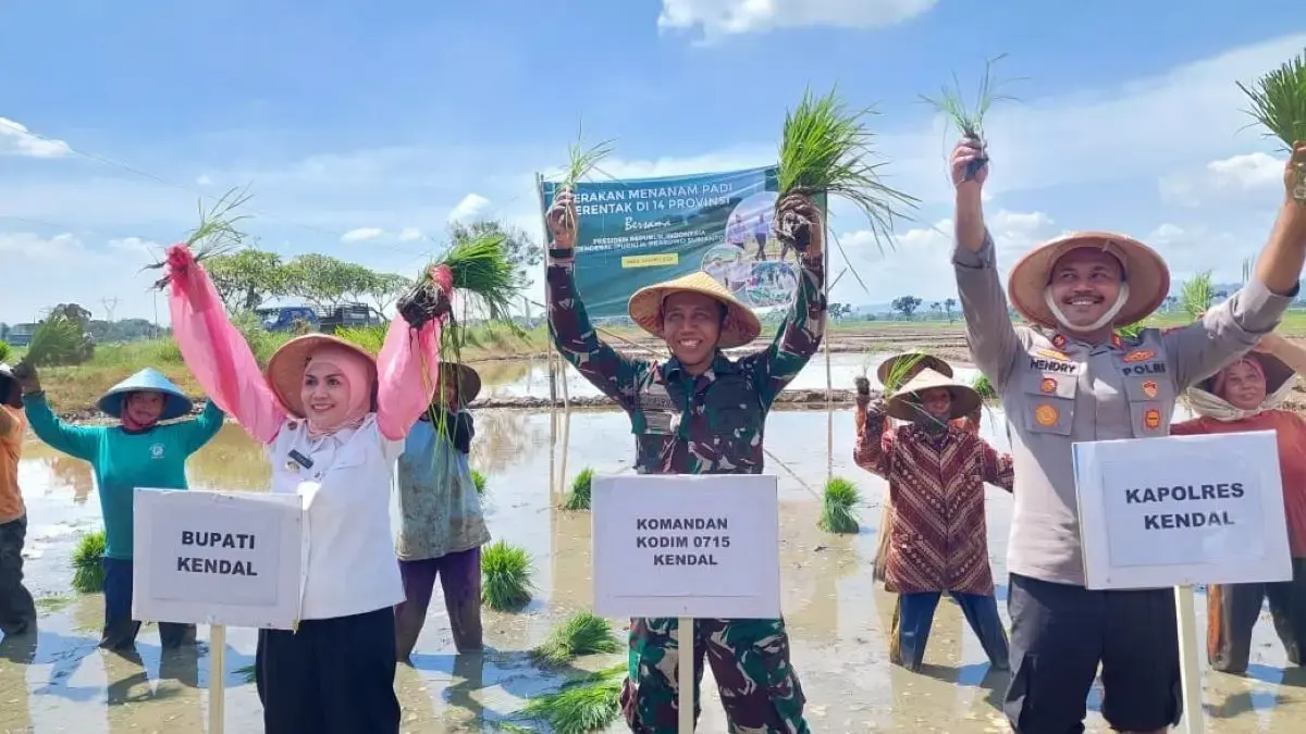 Serentak di 14 Provinsi, Kendal Tanam Padi Massal: Bupati Dyah Tegaskan Komitmen Jadi Lumbung Pangan Jawa Teng