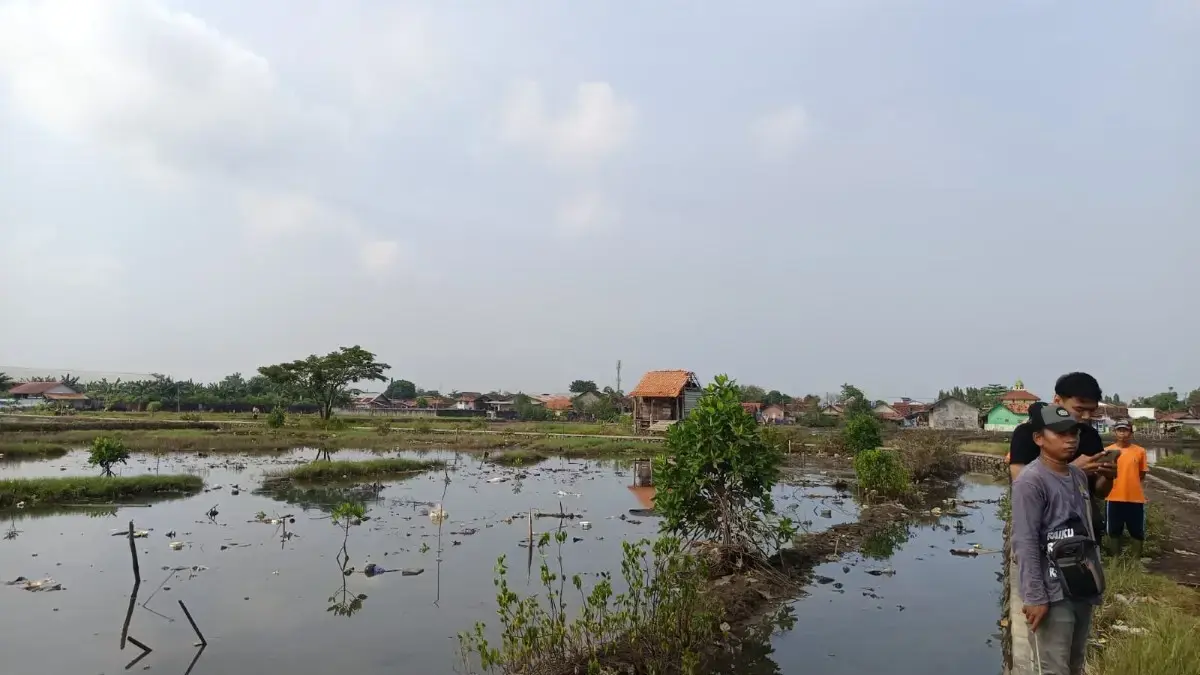 700 Hektare Sawah Terendam Rob di Batang, Petani Terancam Gagal Panen Massal