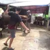 Harga Hewan Kurban Menjelang Idul Adha 2025 Naik Tajam, Sapi Berat 850 Kg Tembus Rp 40 Juta