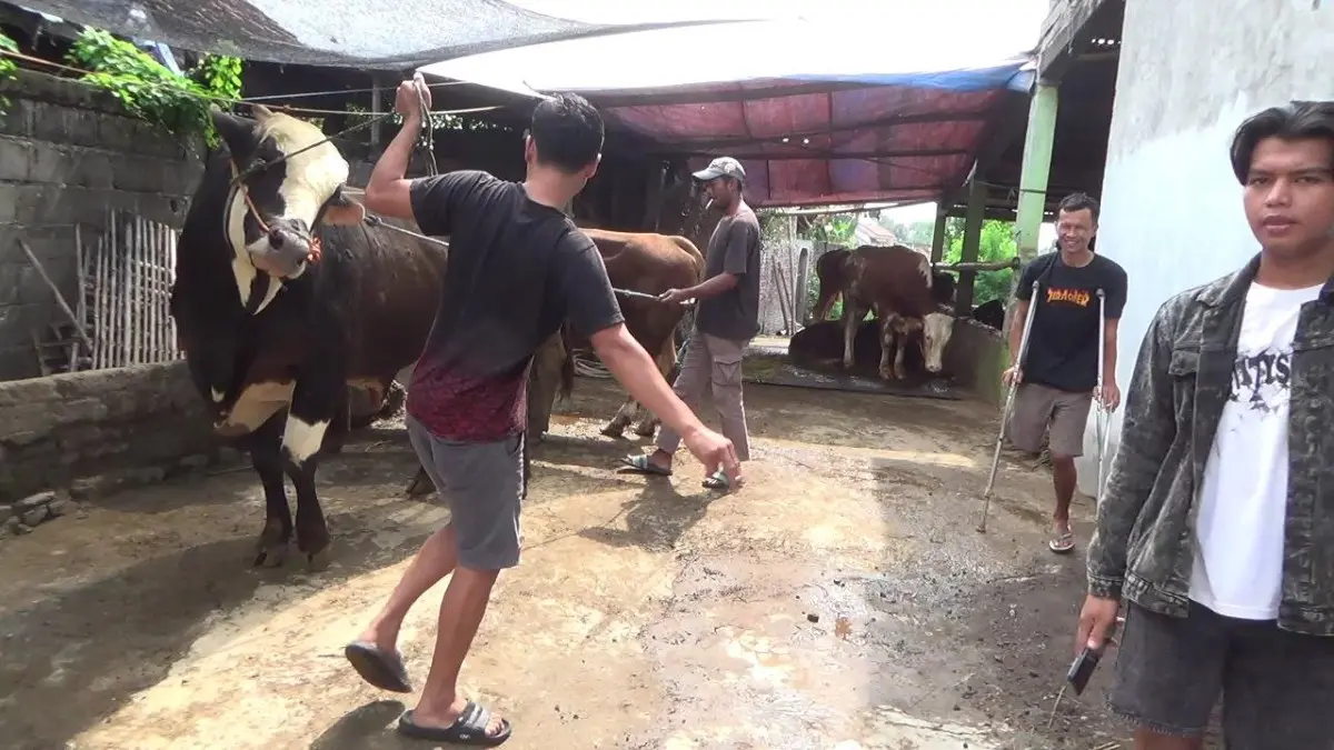 Harga Hewan Kurban Menjelang Idul Adha 2025 Naik Tajam, Sapi Berat 850 Kg Tembus Rp 40 Juta