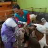   Iduladha Dekat, Dinperpa Pekalongan Perketat Pengawasan Hewan Kurban: Dijamin Sehat dan Aman Dikonsumsi