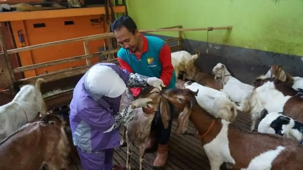   Iduladha Dekat, Dinperpa Pekalongan Perketat Pengawasan Hewan Kurban: Dijamin Sehat dan Aman Dikonsumsi