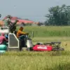 Kodim Pekalongan Panen Lagi di Lahan Bekas Rob, Buktikan Sawah Mati Bisa Bangkit!