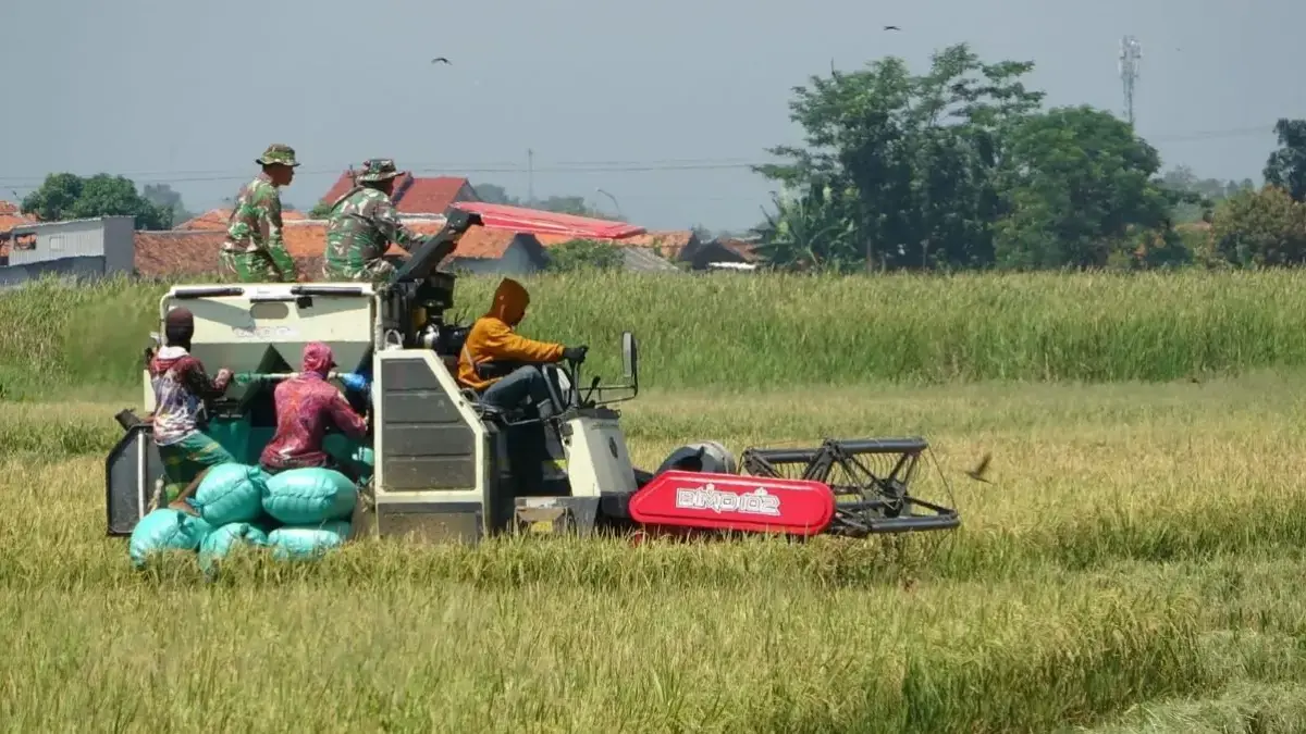 Kodim Pekalongan Panen Lagi di Lahan Bekas Rob, Buktikan Sawah Mati Bisa Bangkit!