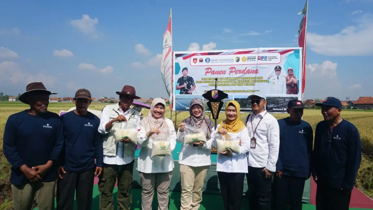 Lahan Terendam Rob 10 Tahun Kini Kembali Produktif, 95 Hektar Siap Ditanami Padi Biosalin